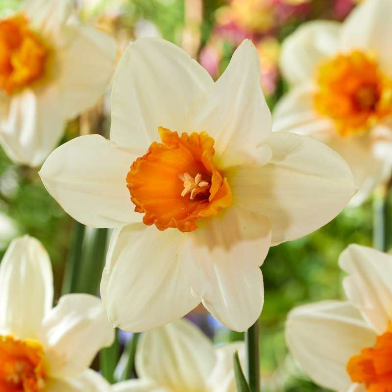 Narcissus 'Flower Record'